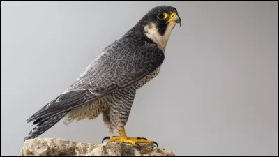 Quel est cet oiseau ?