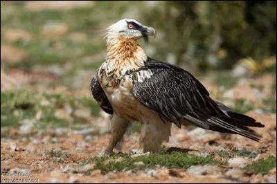 Quel est cet oiseau ?