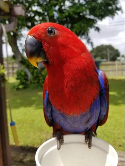 Quel est cet oiseau ?