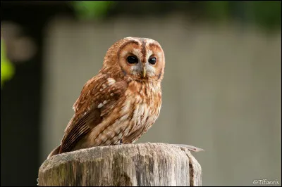 Quel est cet oiseau ?