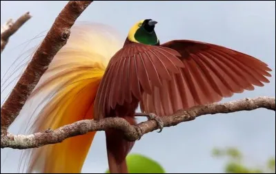 Quel est cet oiseau ?