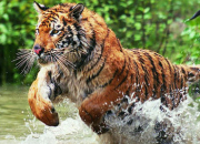 Quiz Les tigres