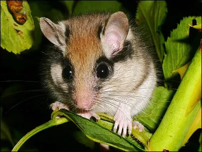 Lequel de ces verbes signifiait avoir coutume ?