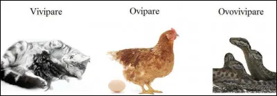 En t'aidant du verbe "parare", que serait une "primipare" ?