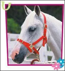 Qui est le cheval de Max ?