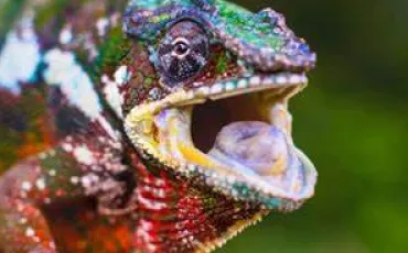 Quiz Reptiles