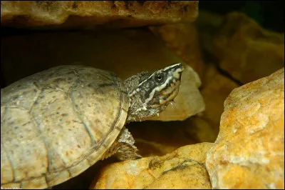 Quel est ce reptile ?