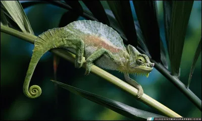 Quel est ce reptile ?