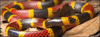 Quel est ce reptile ?