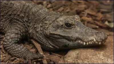 Quel est ce reptile ?