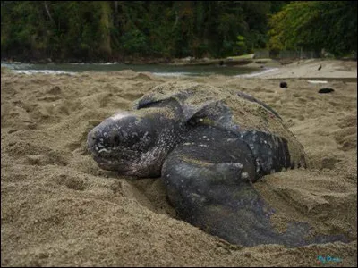 Quel est ce reptile ?