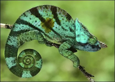 Quel est ce reptile ?