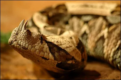 Quel est ce reptile ?