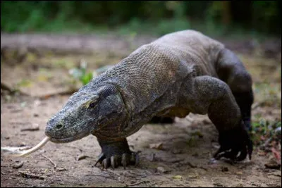 Quel est ce reptile ?