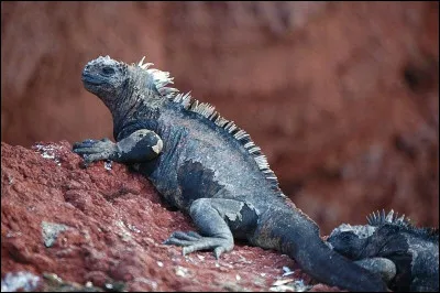 Quel est ce reptile ?