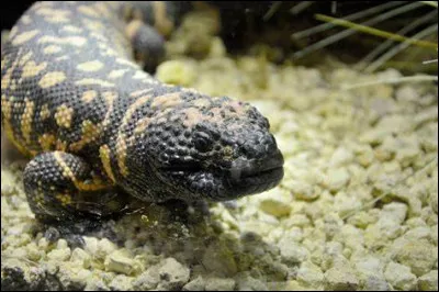 Quel est ce reptile ?