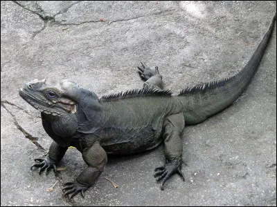Quel est ce reptile ?