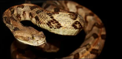 Quel est ce reptile ?