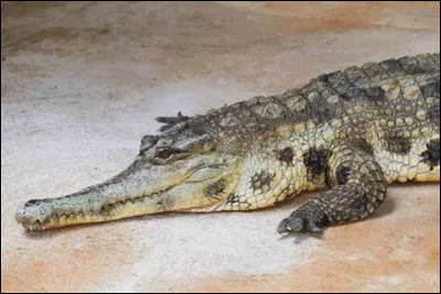 Quel est ce reptile ?