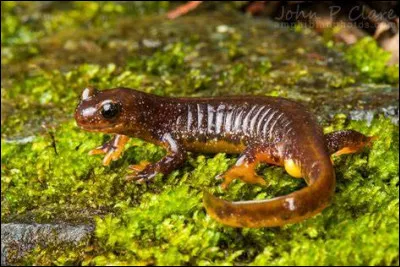Quel est cet amphibien ?