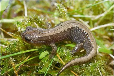 Quel est cet amphibien ?