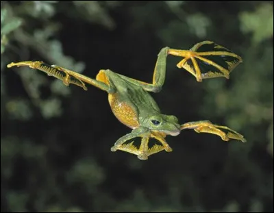 Quel est cet amphibien ?