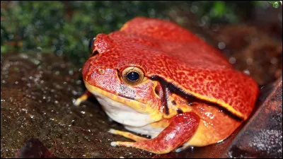 Quel est cet amphibien ?