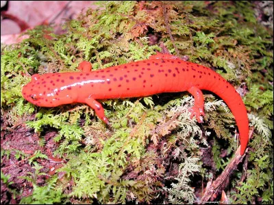 Quel est cet amphibien ?