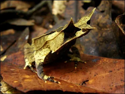 Quel est cet amphibien ?
