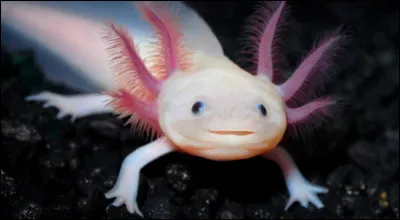 Quel est cet amphibien ?