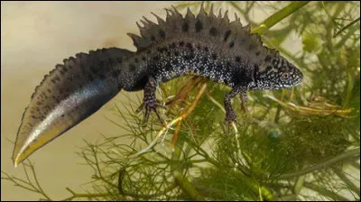 Quel est cet amphibien ?