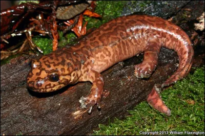 Quel est cet amphibien ?