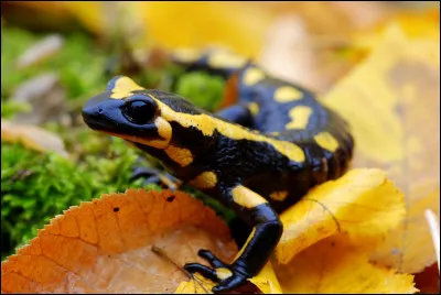 Quel est cet amphibien ?