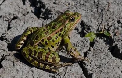 Quel est cet amphibien ?