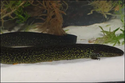 Quel est cet amphibien ?