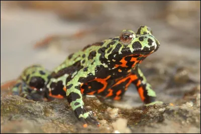 Quel est cet amphibien ?