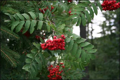 Quel est cet arbre à baies rouges ?