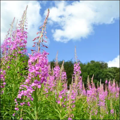 Quelles sont ces jolies fleurs de montagne ?