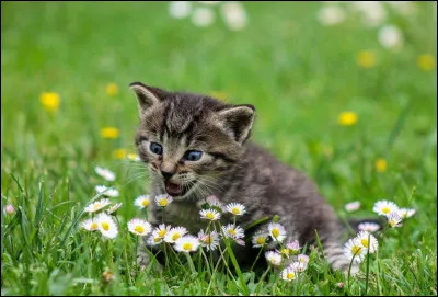 Avec qui Vol du Papillon vat-elle avoir des chatons ?