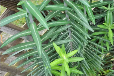 Quelle est cette couleur ?