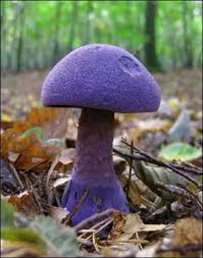 Quel est le nom de ce champignon violet ?