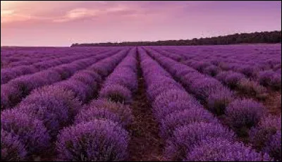 Le violet fait partie des couleurs...