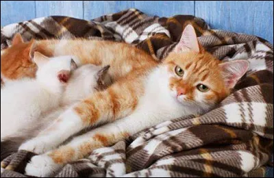 Dire les choses franchement, c'est :