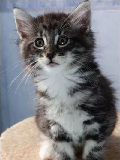 Quand celui qui fait autorité est absent, ceux qui font des bêtises en profitent, c'est :