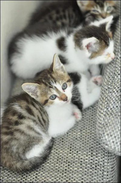 Avoir des problèmes plus graves à régler, c'est :