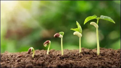 Combien y a-t-il de cotylédons (feuilles primordiales constitutives de la graine) dans une graine de haricot ?