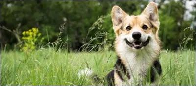 Tu apprends que tes maîtres souhaitent avoir un chien. Quelle est ta première réaction ?