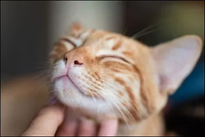 Pour toi, avoir un maître ou une maîtresse, c'est...