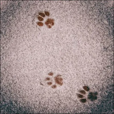 Comment sont tes empruntes ?