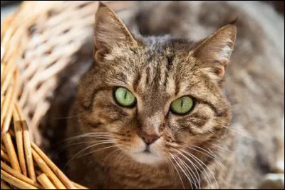 Comment résumerais-tu la vie de chat ?